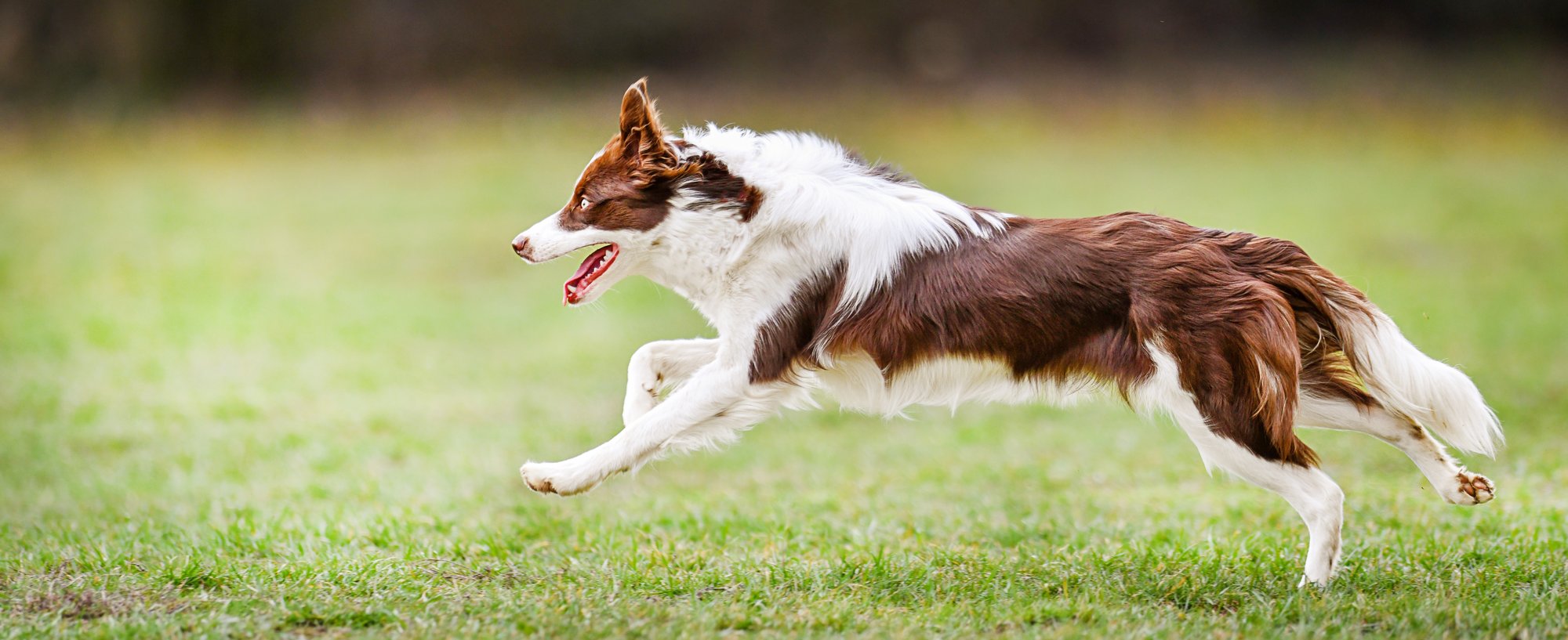 Perro corriendo de lado Perro corriendo de lado